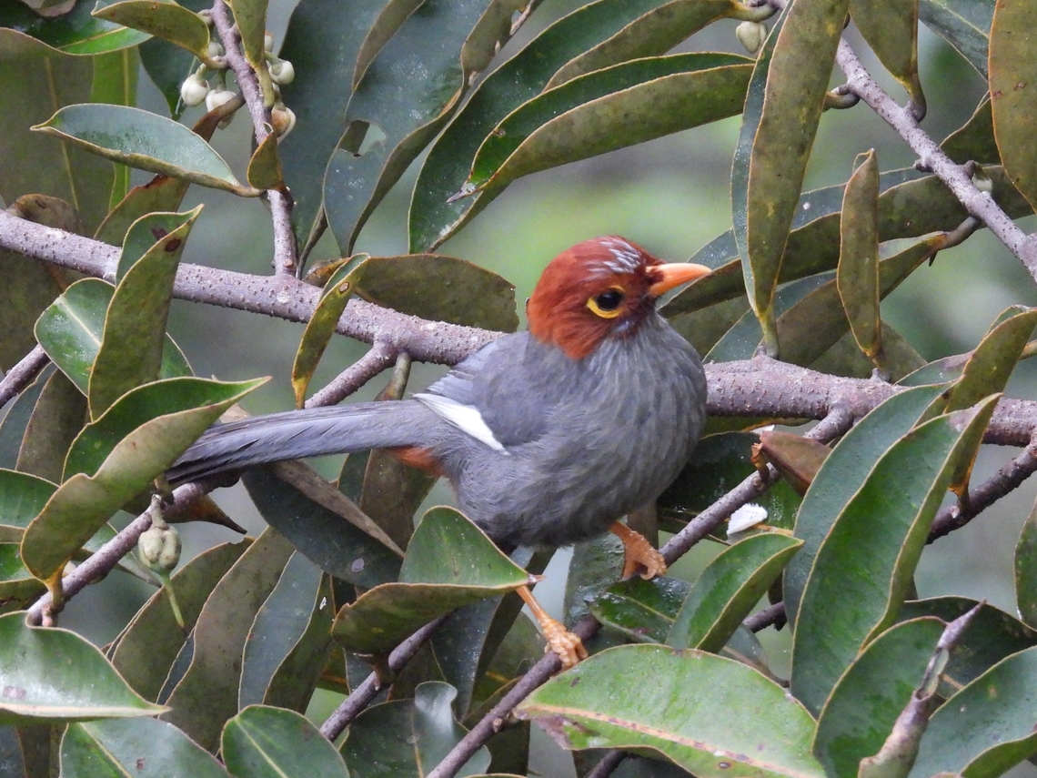 Chestnut-Hooded Laughingthrush - Pterorhinus treacheri            Bird,Chestnut-Hooded Laughingthrush,Laughingthrush,Malaysia,Pterorhinus treacheri,Sabah