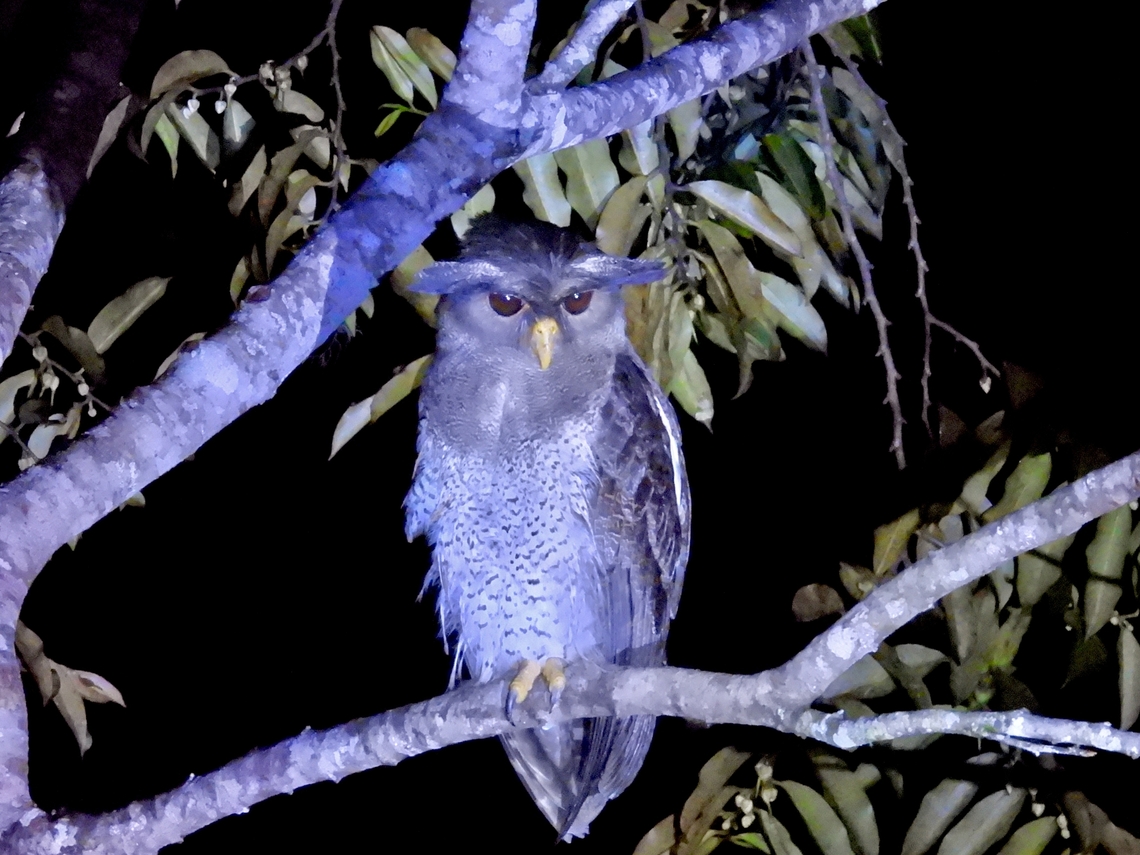 Barred Eagle-Owl - Bubo sumatranus Over several nights, we saw this same Eagle-Owl perched on the same 2 trees, where it is on the lookout for tasty snacks. Barred Eagle-Owl,Bird,Bubo sumatranus,Eagle-Owl,Malaysia,Owl,Sabah