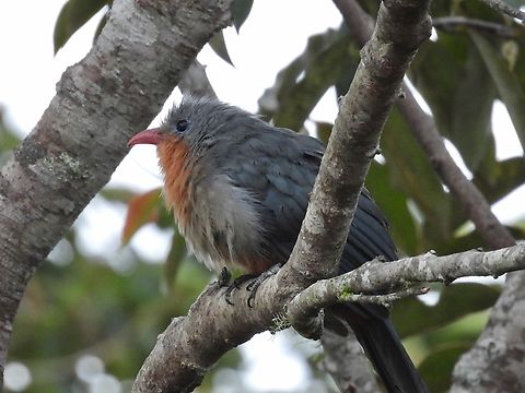 Red-Billed Malkoha            Bird,Malaysia,Malkoha,Red-Billed Malkoha,Sabah,Zanclostomus javanicus