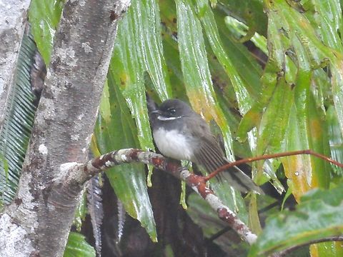Malaysian Pied-Fantail - Rhipidura javanica            Bird,Fantail,Malaysia,Malaysian Pied-Fantail,Rhipidura javanica,Sabah