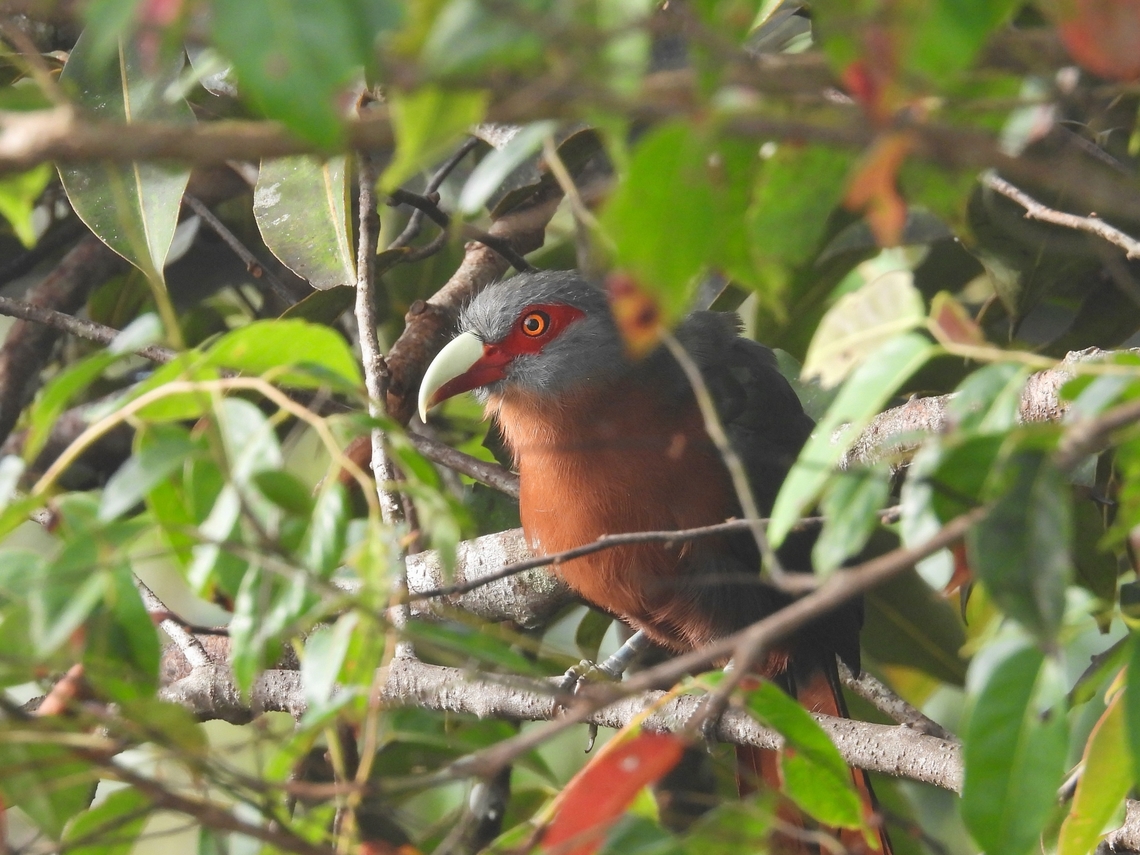 Chestnut-Breasted Malkoha - Phaenicophaeus curvirostris            Bird,Chestnut-Breasted Malkoha,Malaysia,Malkoha,Phaenicophaeus curvirostris,Sabah