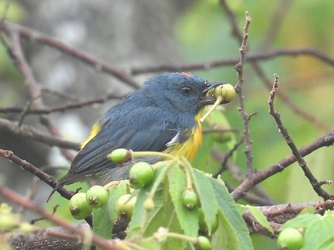 Yellow-Rumped Flowerpecker - Prionochilus xanthopygius            Bird,Flowerpecker,Malaysia,Prionochilus xanthopygius,Sabah,Yellow-Rumped Flowerpecker