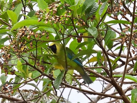 Blue-Winged Leafbird - Chloropsis cochinchinensis            Bird,Blue-Winged Leafbird,Chloropsis cochinchinensis,Leafbird,Malaysia,Sabah