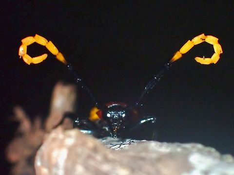 The Devil!  Beetle,Longhorn Beetle,Malaysia,Pachyteria basalis,Sabah