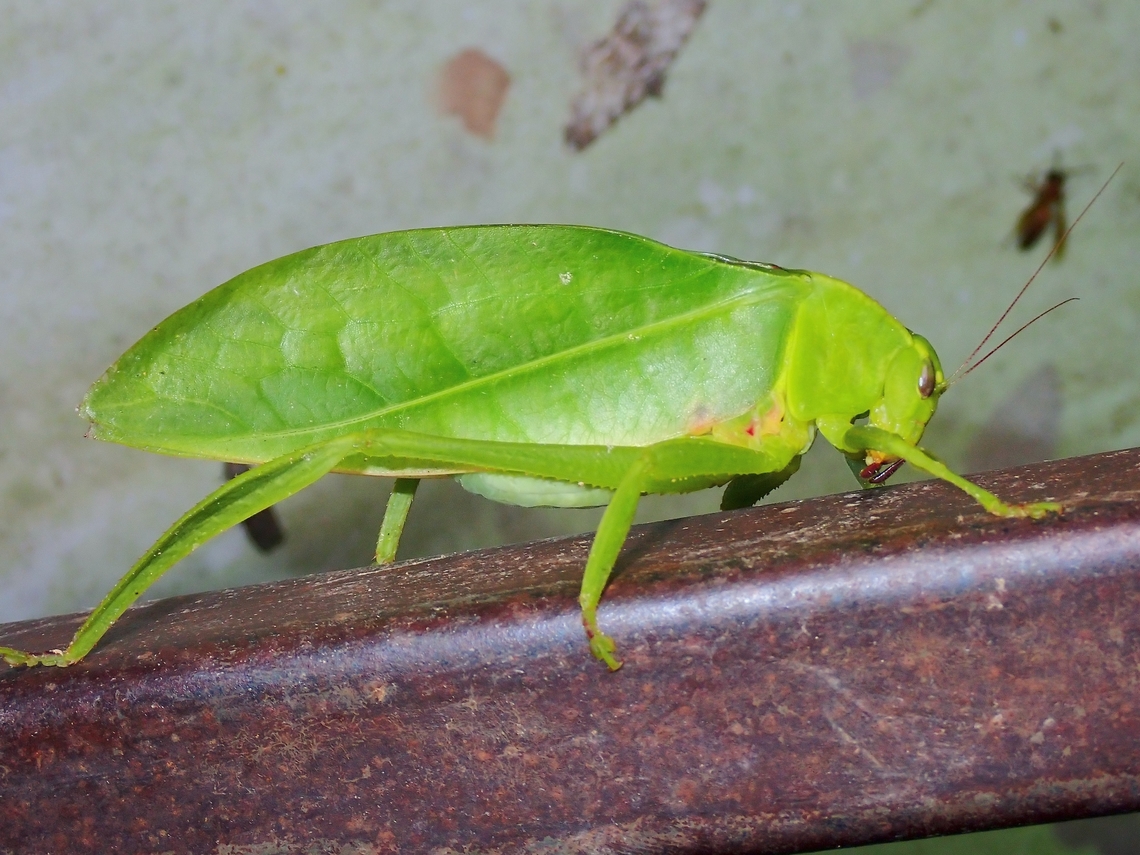 Leaf Katydid - Xantia borneensis  Katydid,Leaf Katydid,Malaysia,Sabah,Xantia borneensis