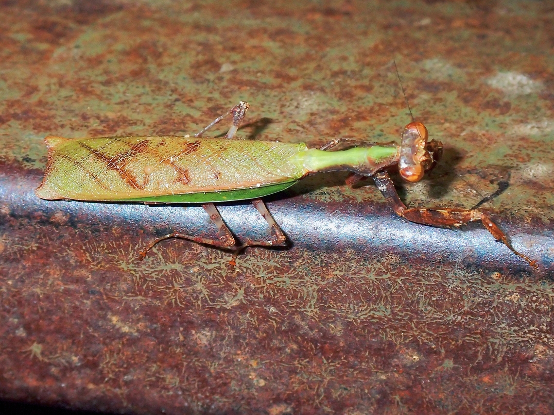 Praying Mantis - Acromantis moultoni  Acromantis moultoni,Malaysia,Mantis,Praying Mantis,Sabah