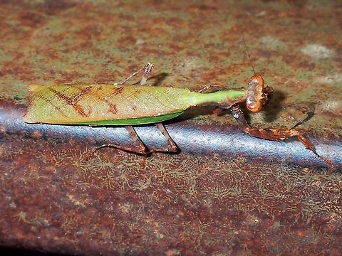 Praying Mantis - Acromantis moultoni  Acromantis moultoni,Malaysia,Mantis,Praying Mantis,Sabah