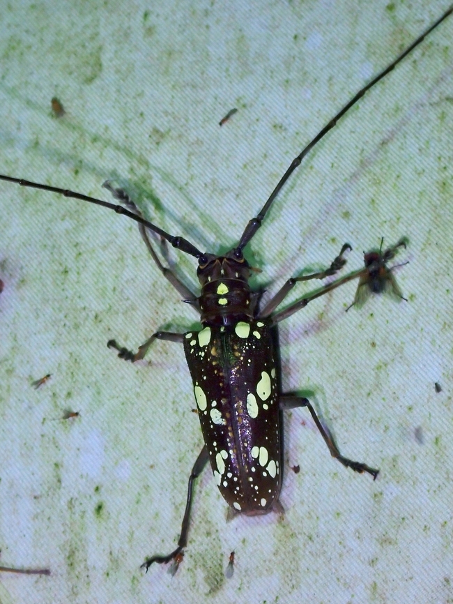Longhorn Beetle - Paraepepeotes gigas  Beetle,Longhorn Beetle,Malaysia,Paraepepeotes gigas,Sabah