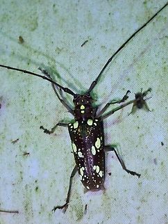 Longhorn Beetle - Paraepepeotes gigas  Beetle,Longhorn Beetle,Malaysia,Paraepepeotes gigas,Sabah