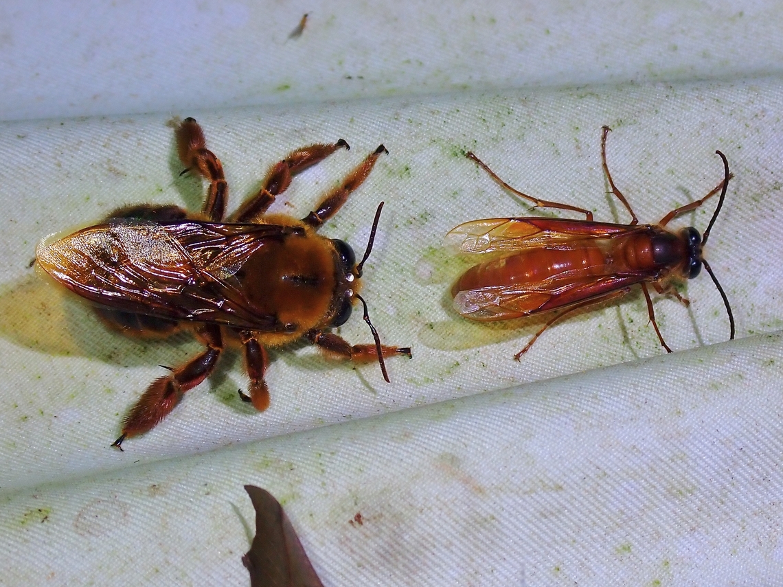 Sunda Night-Carpenter Bee - Xylocopa myops Observation on the Carpenter Bee on the left Bee,Carpenter Bee,Malaysia,Sabah,Sunda Night-Carpenter Bee,Xylocopa myops