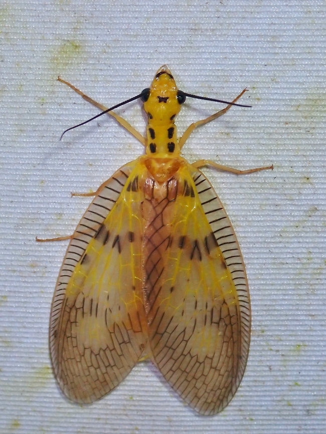 Dobsonfly - Protohermes dichrous  Dobsonfly,Malaysia,Protohermes dichrous,Sabah