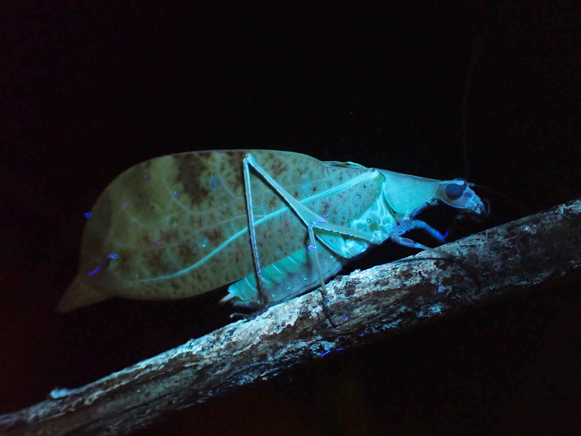 Leaf Katydid - Leptoderes ornatipennis Leaf Katydid under UV lighting. Katydid,Leaf Katydid,Leptoderes ornatipennis,Malaysia,Sabah,Ultra Violet Light