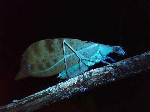 Leaf Katydid - Leptoderes ornatipennis Leaf Katydid under UV lighting. Katydid,Leaf Katydid,Leptoderes ornatipennis,Malaysia,Sabah,Ultra Violet Light