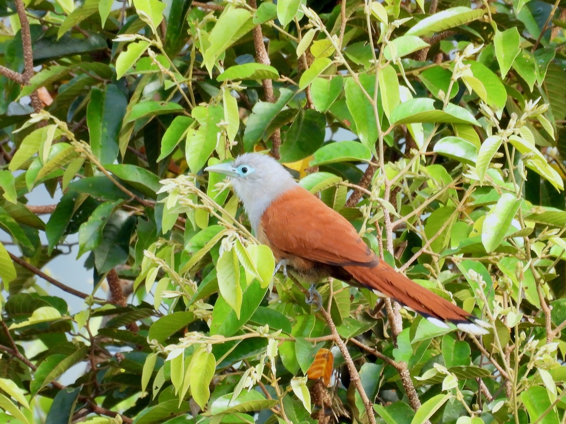 Raffles's Malkoha - Rhinortha chlorophaea            Bird,Malaysia,Malkoha,Raffles's Malkoha,Rhinortha chlorophaea,Sabah