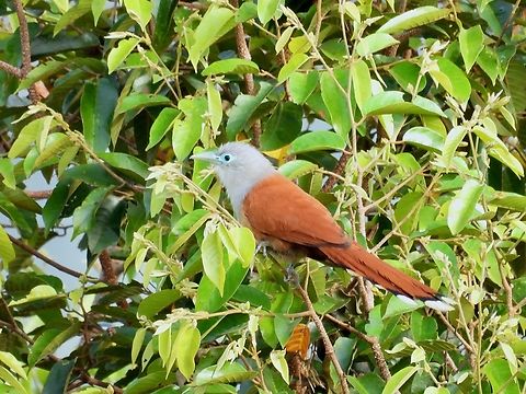 Raffles's Malkoha - Rhinortha chlorophaea            Bird,Malaysia,Malkoha,Raffles's Malkoha,Rhinortha chlorophaea,Sabah