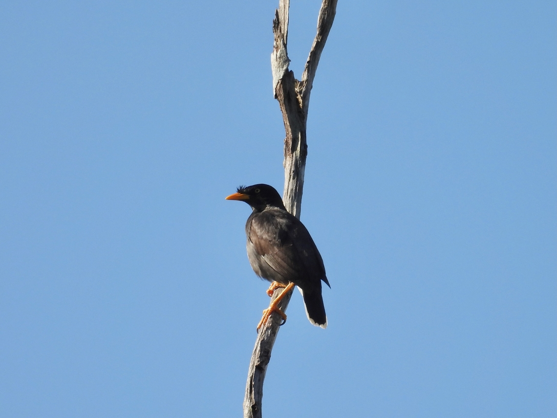 Javan Myna - Acridotheres javanicus            Acridotheres javanicus,Bird,Javan Myna,Malaysia,Myna,Selangor