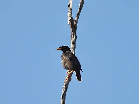 Javan Myna - Acridotheres javanicus            Acridotheres javanicus,Bird,Javan Myna,Malaysia,Myna,Selangor