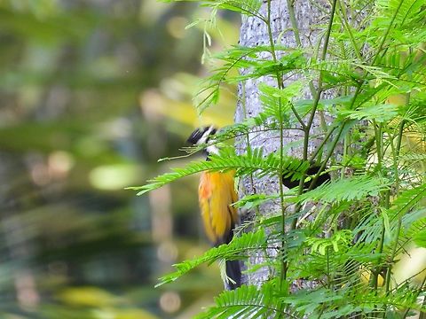 Shy            Bird,Common Flameback,Dinopium javanense,Malaysia,Selangor,Woodpecker