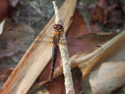 Variable Sentinel - Orchithemis pulcherrima  Dragonfly,Malaysia,Orchithemis pulcherrima,Perak,Variable Sentinel