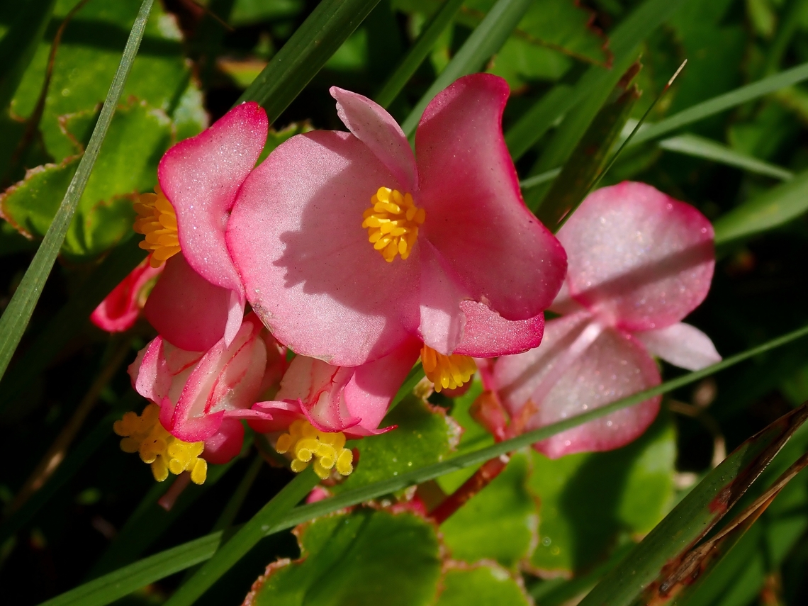 Bedding Begonia - Begonia semperflorens-cultorum  Bedding Begonia,Begonia,Begonia semperflorens-cultorum,Flowers,Malaysia,Pahang