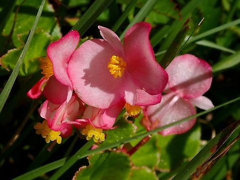 Bedding Begonia - Begonia semperflorens-cultorum  Bedding Begonia,Begonia,Begonia semperflorens-cultorum,Flowers,Malaysia,Pahang
