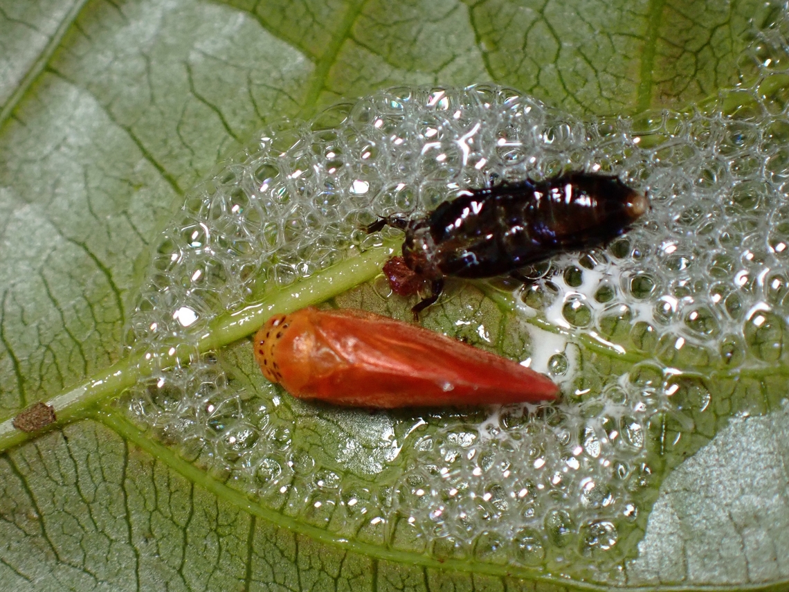 Newly Adult A freshly emerged adult Froghopper.<br />
During their nymph phases, they are covered or hidden foams/bubbles, for protection. Eoscarta punctata,Froghopper,Hopper,Malaysia,Pahang