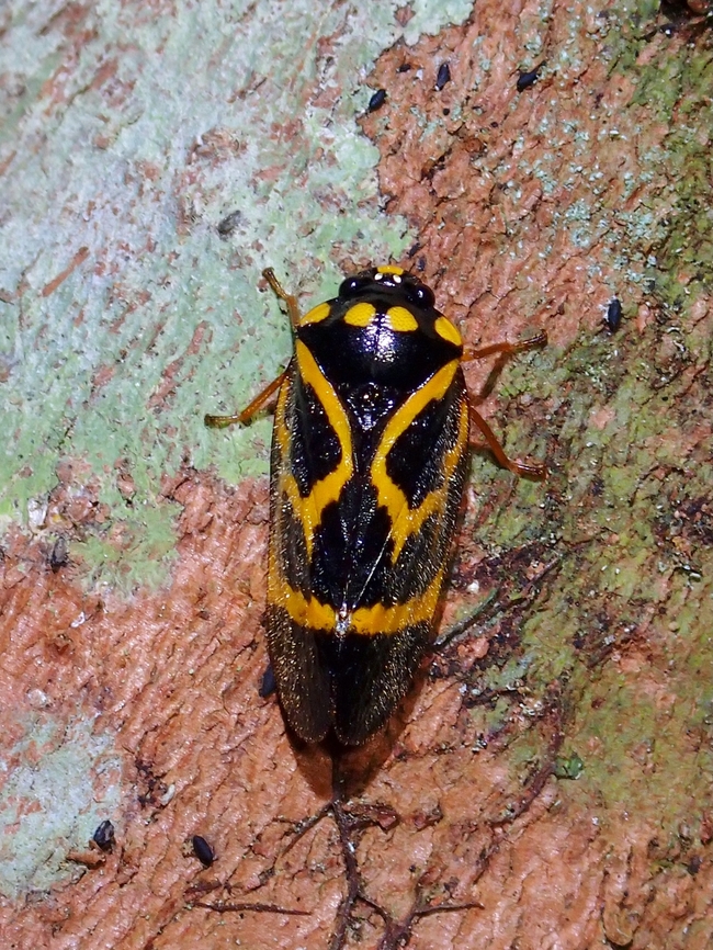 Froghopper- Trichoscarta pendleburyi  Froghopper,Hopper,Malaysia,Pahang,Trichoscarta pendleburyi