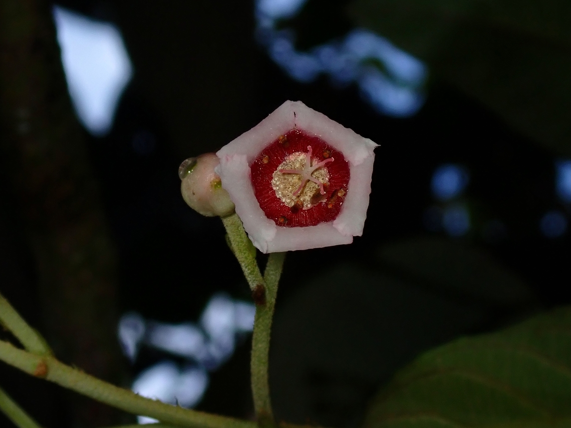 Gooseberry - Saurauia napaulensis Flowers of Gooseberry Flowers,Gooseberry,Malaysia,Pahang,Saurauia napaulensis
