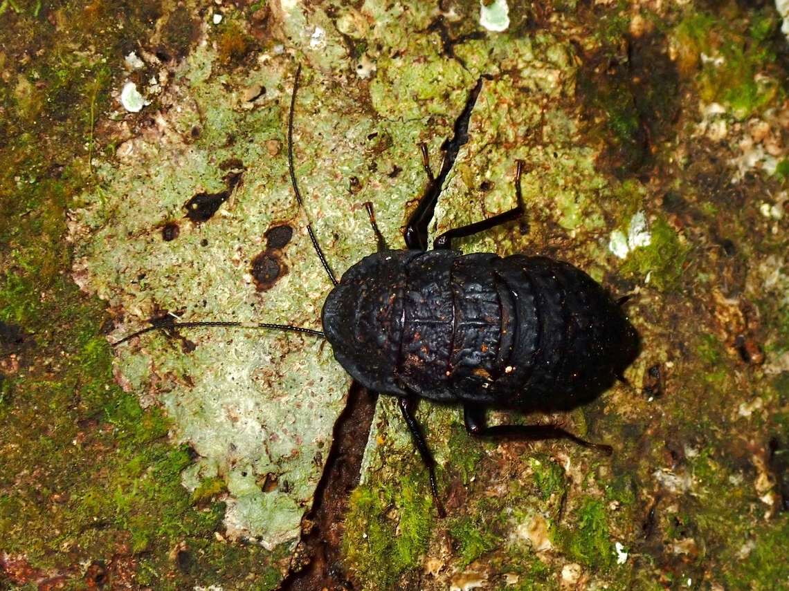 Cockroach - Catara rugosicollis  Catara rugosicollis,Cockroach,Malaysia,Pahang