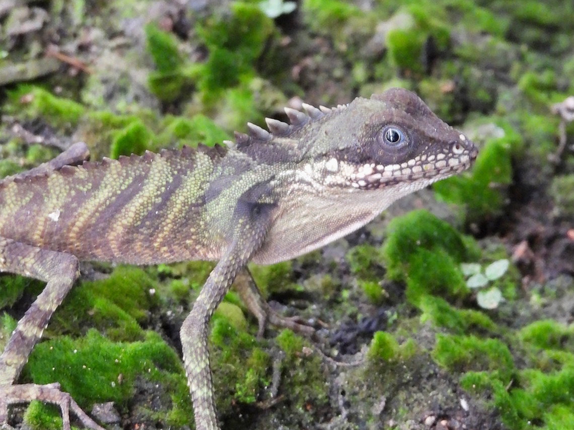 Dragon Came to realised it is much easier to see this Lizard on the road side than in the forest. Lizard,Malayodracon robinsonii,Malaysia,Pahang,Robinson's Anglehead Lizard