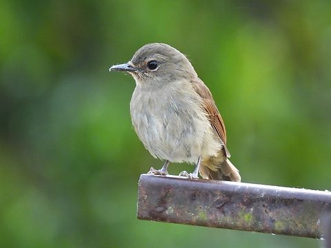 Female Pale Blue Flycatcher - Cyornis unicolor            Bird,Cyornis unicolor,Flycatcher,Malaysia,Pale Blue Flycatcher,Sabah