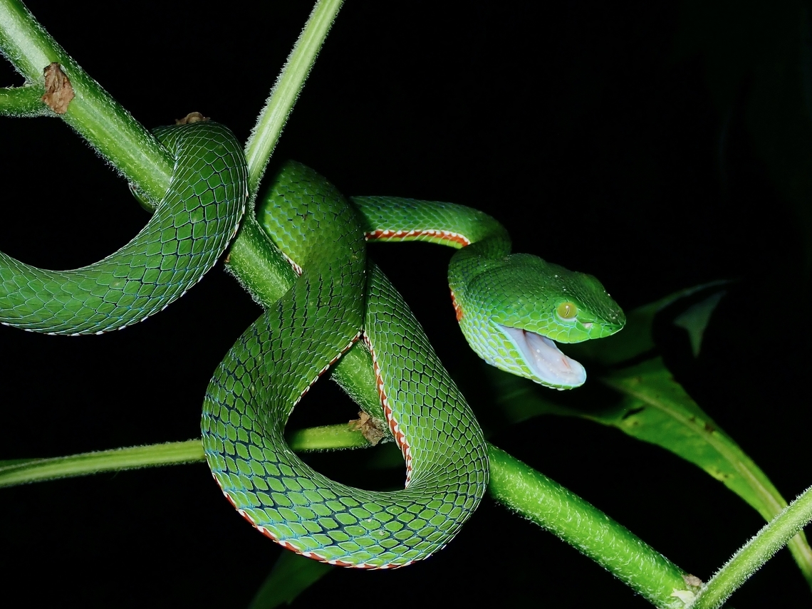 Peninsular Pit Viper - Trimeresurus sabahi fucatus Saw 3 of this gorgeous Viper on a single night, all 3 were in hunting mode, this one just seems to have gotten a small snack and was adjusting it's jaws. Malaysia,Pahang,Peninsular Pit Viper,Pit Viper,Snake,Trimeresurus sabahi fucatus,Viper