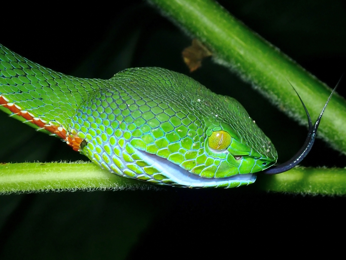 Tongue's Up!  Malaysia,Pahang,Peninsular Pit Viper,Pit Viper,Snake,Trimeresurus sabahi fucatus,Viper