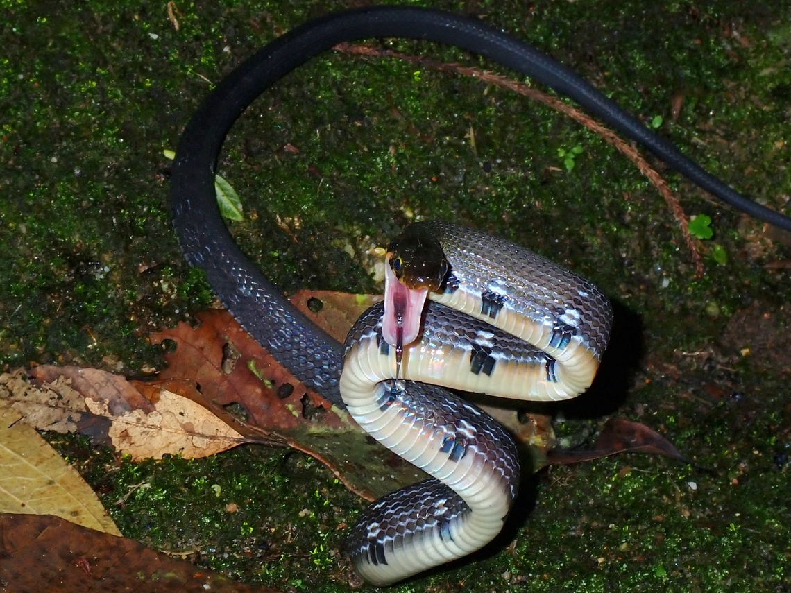 Back Off! This Rat Snakes are non-venomous and harmless to humans although they can still inflict painful bites.<br />
This one was on &#039;aggressive mode&#039; when I approached nearer for close-up shots.  It actually  came towards me a few times with raised head as in the picture as though to attack me, but this is actually &#039;false aggression&#039; to ward off predators.  Left it alone after a few attempts and it slithered off into the bushes. Black Copper Rat Snake,Coelognathus flavolineatus