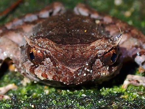 Bug on it's horn!  Frog,Horned Frog,Malaysia,Pahang,Slender-Legged Horned Frog,Xenophrys longipes