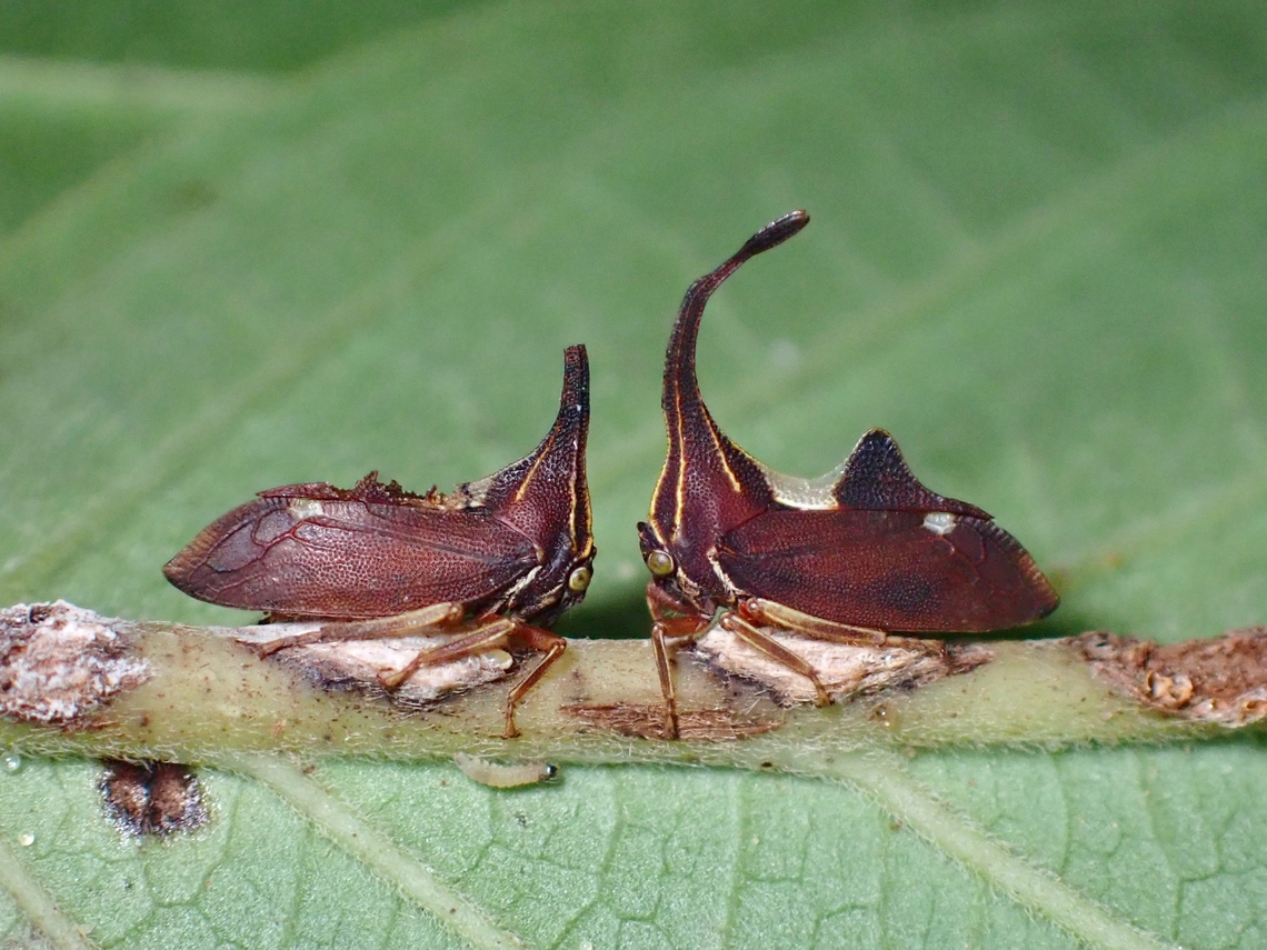 Whose Horn is Longer? Not familiar with the behaviours of this tiny Treehoppers, the one on the left have a broken &#039;horn&#039;.  I wonder if the males uses the Horns to &#039;head butt&#039; when wooing for females or this is just a regular incident as after all, the horns are very thin/slender.  The whole insect is less than 1 cm in size and the thickness of the horn is just 1 mm. Hopper,Malaysia,Pahang,Pyrgauchenia pendleburyi,Treehopper