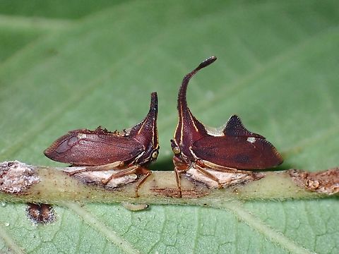 Whose Horn is Longer? Not familiar with the behaviours of this tiny Treehoppers, the one on the left have a broken 'horn'.  I wonder if the males uses the Horns to 'head butt' when wooing for females or this is just a regular incident as after all, the horns are very thin/slender.  The whole insect is less than 1 cm in size and the thickness of the horn is just 1 mm. Hopper,Malaysia,Pahang,Pyrgauchenia pendleburyi,Treehopper