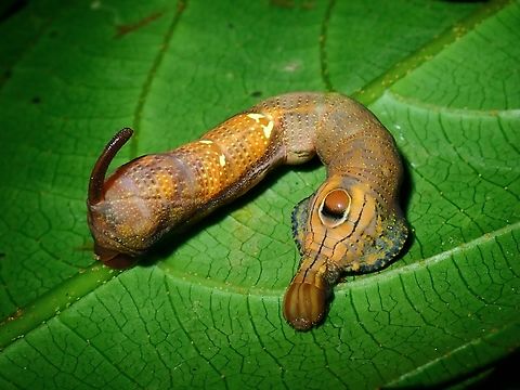 Cyclops! Caterpillar of Hawkmoth - Elibia dolichus with just a single fake eye. Caterpillar,Elibia dolichus,Hawk Moth,Malaysia,Moth,Pahang