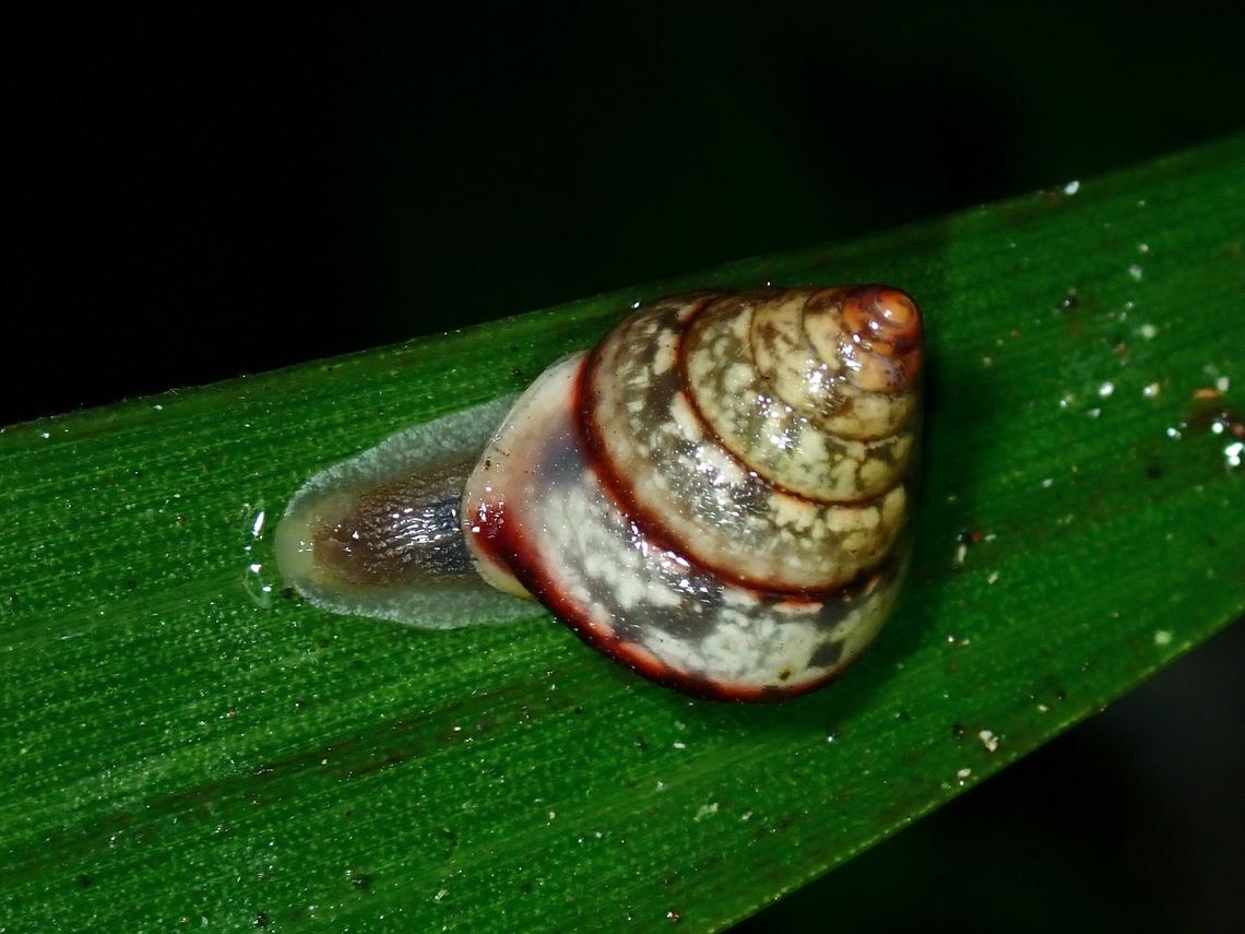 Snail - Ganesella acris  Ganesella acris,Malaysia,Pahang,Snail