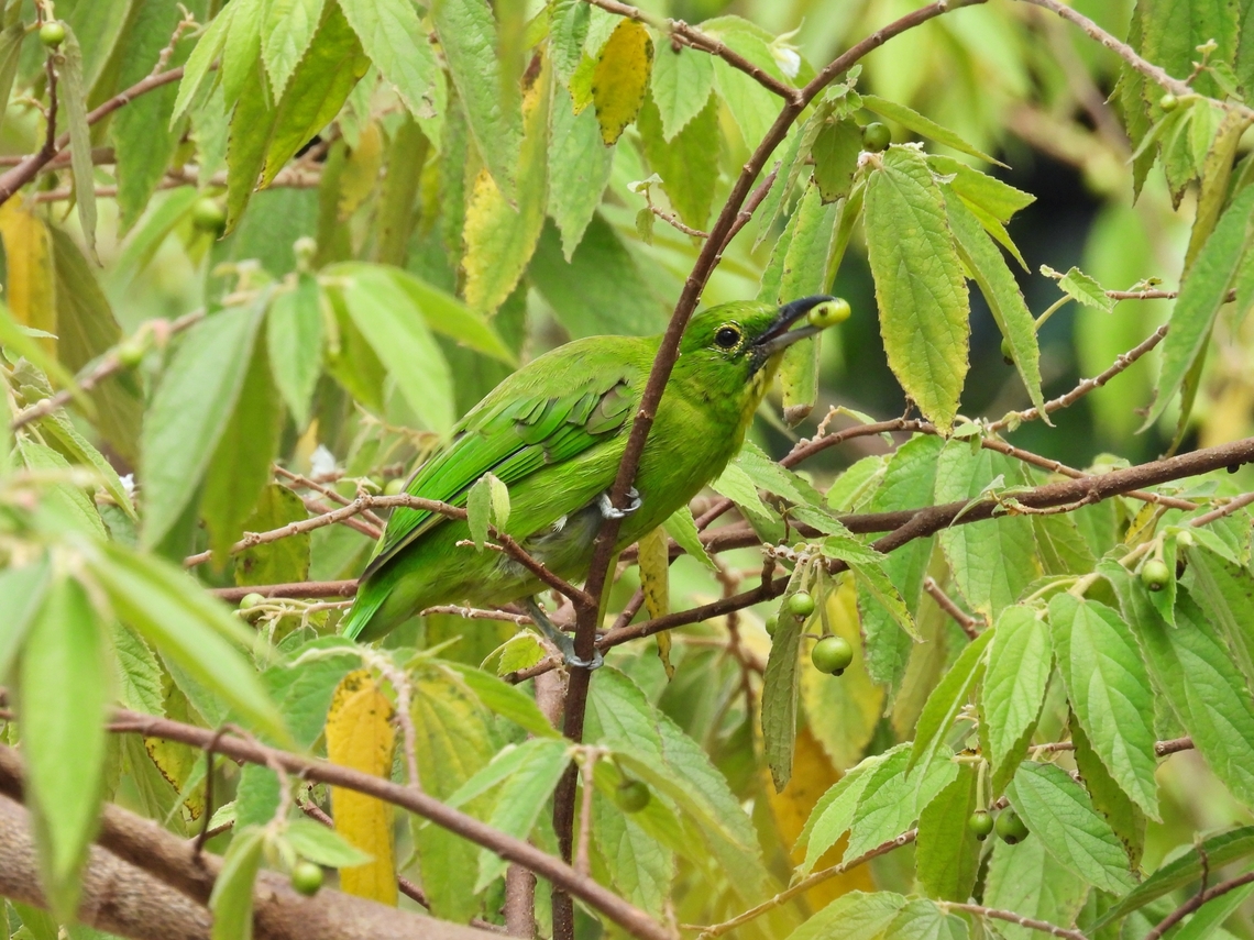 Lesser Green Leafbird - Chloropsis cyanopogon            Bird,Chloropsis cyanopogon,Green Leafbird,Leafbird,Lesser Green Leafbird,Malaysia,Sabah