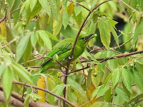 Lesser Green Leafbird - Chloropsis cyanopogon            Bird,Chloropsis cyanopogon,Green Leafbird,Leafbird,Lesser Green Leafbird,Malaysia,Sabah