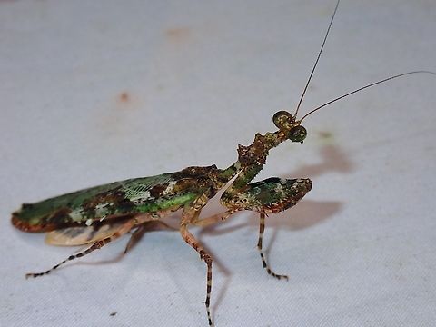 Praying Mantis - Majangella ophirensis  Majangella ophirensis,Malaysia,Mantis,Praying Mantis,Sabah