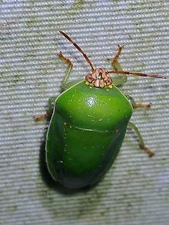 Stink Bug - Eurysaspis flavescens  Eurysaspis flavescens,Malaysia,Sabah,Stink Bug