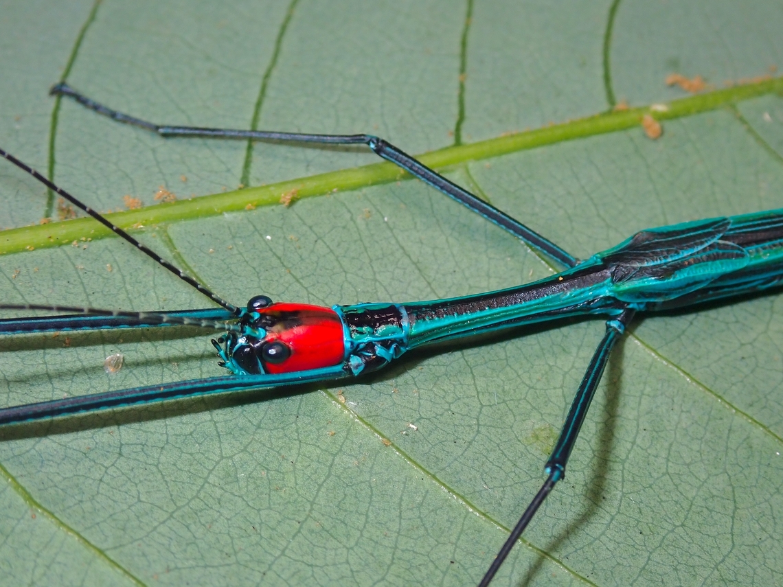 Red-Headed Close-up of male Phasmid/Stick Insect - Orthonecroscia mjobergi rahimi<br />
<br />
Picture of full Phasmid :<br />
<br />
<figure class="photo"><a href="https://www.jungledragon.com/image/136399/phasmidstick_insect_-_orthonecroscia_mjobergi_rahimi.html" title="Phasmid/Stick Insect - Orthonecroscia mjobergi rahimi"><img src="https://s3.amazonaws.com/media.jungledragon.com/images/2994/136399_thumb.jpeg?AWSAccessKeyId=05GMT0V3GWVNE7GGM1R2&Expires=1759968010&Signature=DiRoKubibctQXfIkD%2FQM9paZ%2BXU%3D" width="200" height="150" alt="Phasmid/Stick Insect - Orthonecroscia mjobergi rahimi  Malaysia,Orthonecroscia mjobergi rahimi,Phasmatodea,Phasmid,Phasmida,Sabah" /></a></figure> Malaysia,Orthonecroscia mjobergi rahimi,Phasmatodea,Phasmid,Phasmida,Sabah,Stick Insect