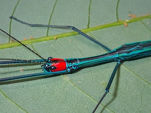 Red-Headed Close-up of male Phasmid/Stick Insect - Orthonecroscia mjobergi rahimi

Picture of full Phasmid :

https://www.jungledragon.com/image/136399/phasmidstick_insect_-_ophicrania_capito.html Malaysia,Orthonecroscia mjobergi rahimi,Phasmatodea,Phasmid,Phasmida,Sabah,Stick Insect