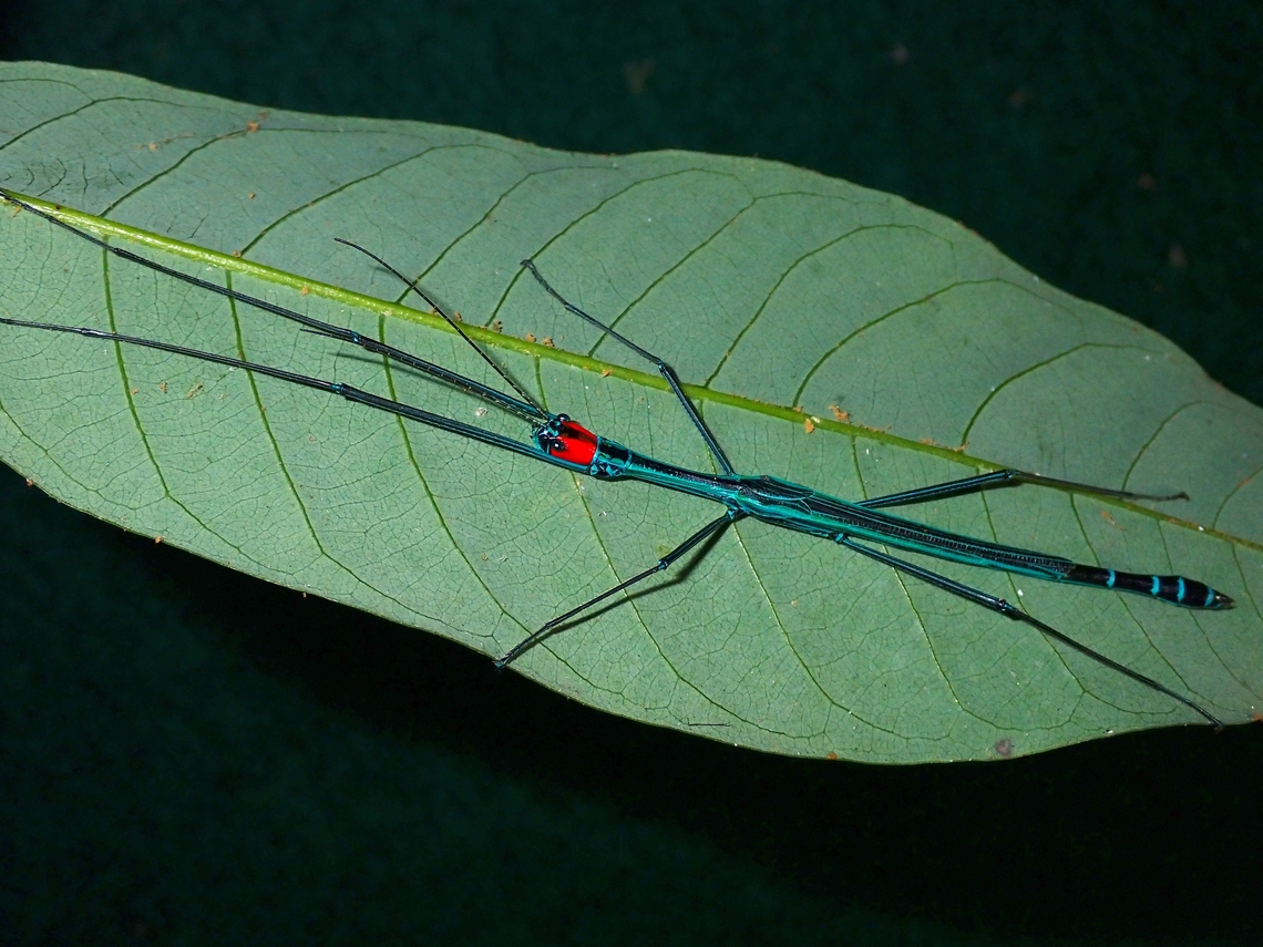 Phasmid/Stick Insect - Orthonecroscia mjobergi rahimi  Malaysia,Orthonecroscia mjobergi rahimi,Phasmatodea,Phasmid,Phasmida,Sabah