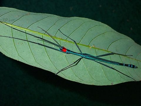 Phasmid/Stick Insect - Orthonecroscia mjobergi rahimi  Malaysia,Orthonecroscia mjobergi rahimi,Phasmatodea,Phasmid,Phasmida,Sabah