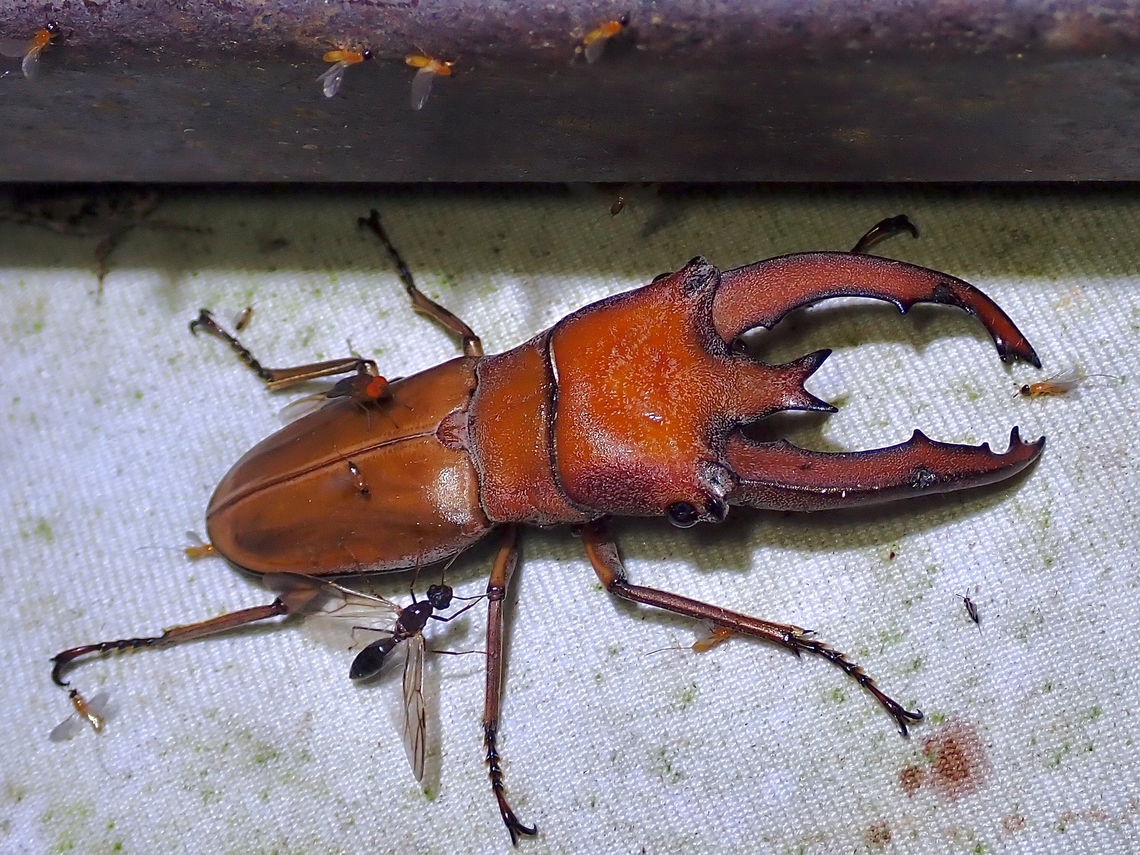 Stag Beetle - Cyclommatus lunifer  Beetle,Cyclommatus lunifer,Malaysia,Sabah,Stag Beetle