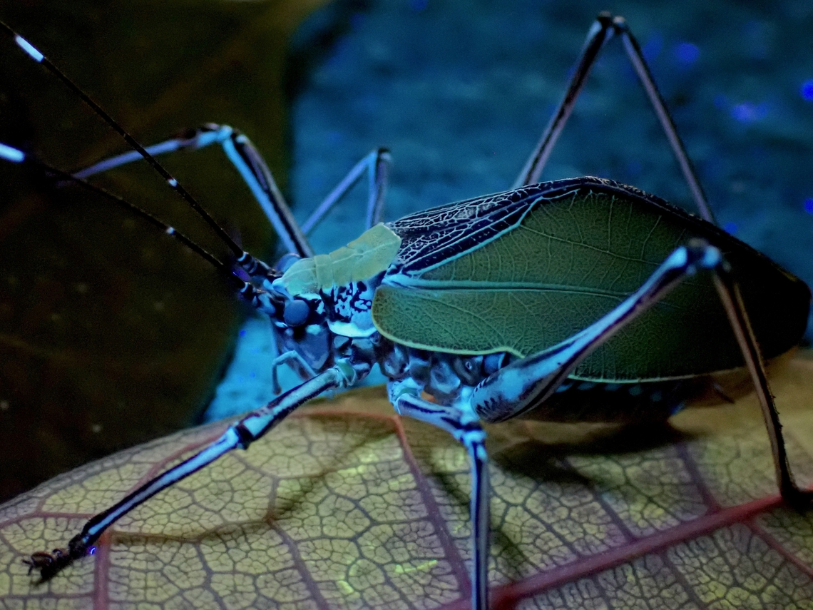UV on Leaf Leaf Katydid - Scambophyllum angustipenne under UV lighting.<br />
<br />
Under regular lighting :<br />
<br />
<figure class="photo"><a href="https://www.jungledragon.com/image/136403/leaf_katydid_-_scambophyllum_angustipenne.html" title="Leaf Katydid - Scambophyllum angustipenne"><img src="https://s3.amazonaws.com/media.jungledragon.com/images/2994/136403_thumb.jpeg?AWSAccessKeyId=05GMT0V3GWVNE7GGM1R2&Expires=1769040010&Signature=%2BHr7ntG1o%2BvThIUBxxoPo%2FzSMrw%3D" width="200" height="150" alt="Leaf Katydid - Scambophyllum angustipenne  Katydid,Leaf Katydid,Malaysia,Sabah,Scambophyllum angustipenne" /></a></figure> Katydid,Leaf Katydid,Malaysia,Sabah,Scambophyllum angustipenne,Ultra Violet Light