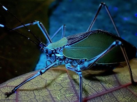 Scambophyllum angustipenne